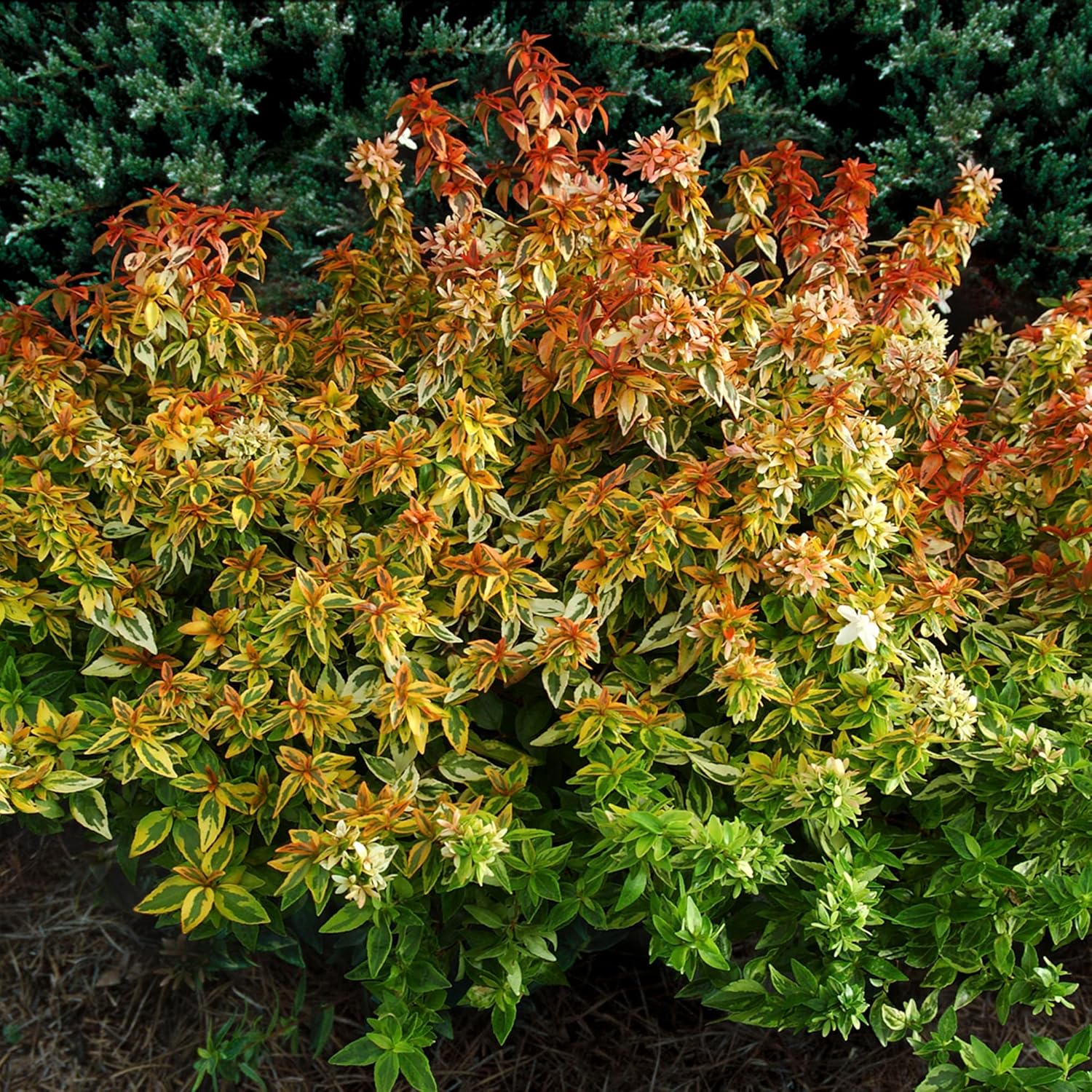Kaleidoscope Abelia, 2 Gal U255