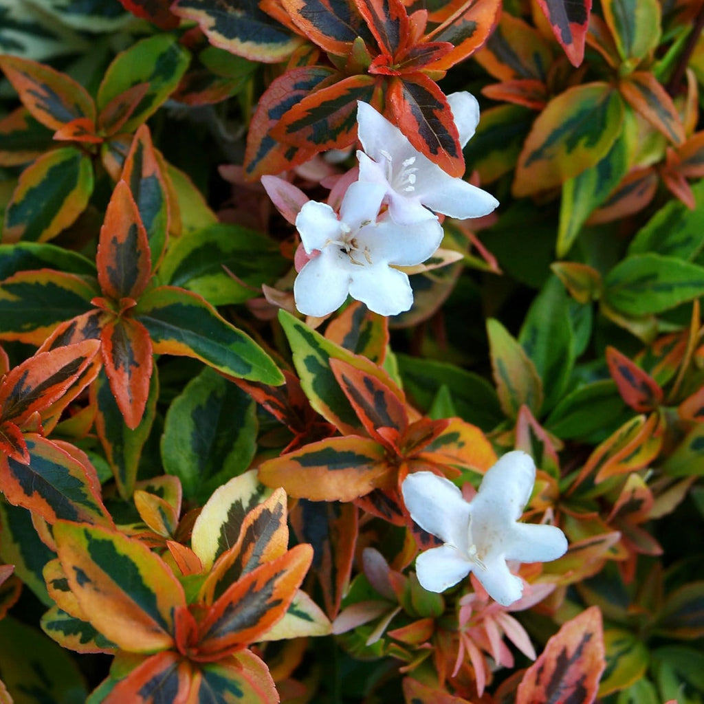 Kaleidoscope Abelia, 2 Gal U255