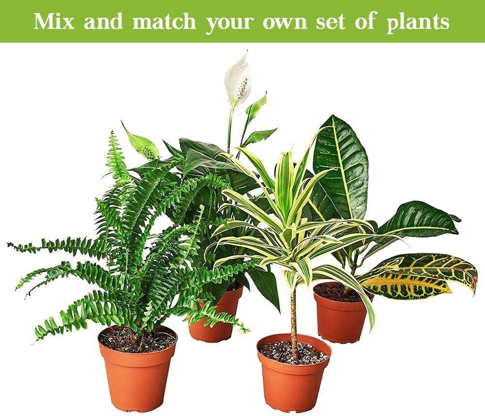 Chinese Money Plant in 4" or 6" Pot, Live Indoor Houseplant R130438