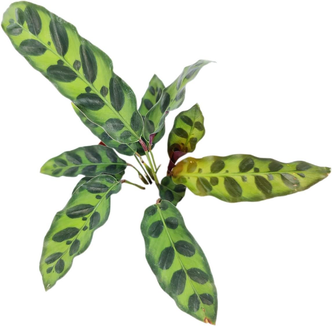 Rattlesnake Plant in 4" Grower Pot G14937