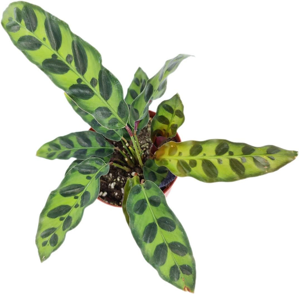 Rattlesnake Plant in 4" Grower Pot G14937