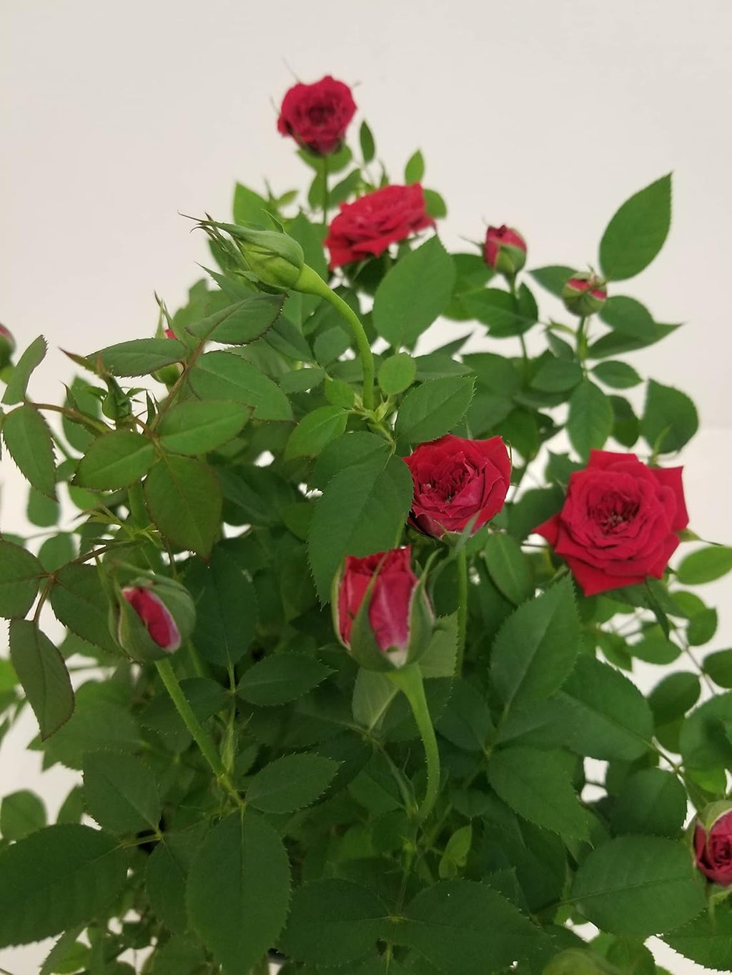 Mini Red Rose Bush in 4" Plastic Grow Pot A15953