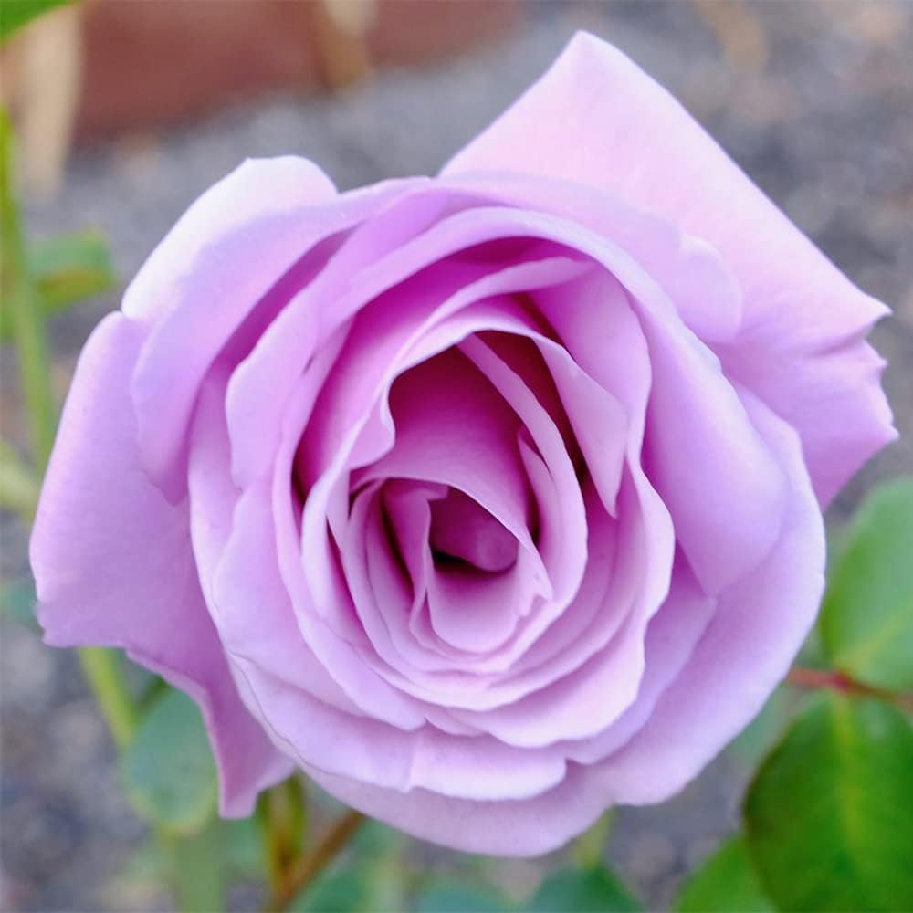 Sterling Silver Rose Seeds Fragrant Climbing Rosa Bush Vine Flower P94540