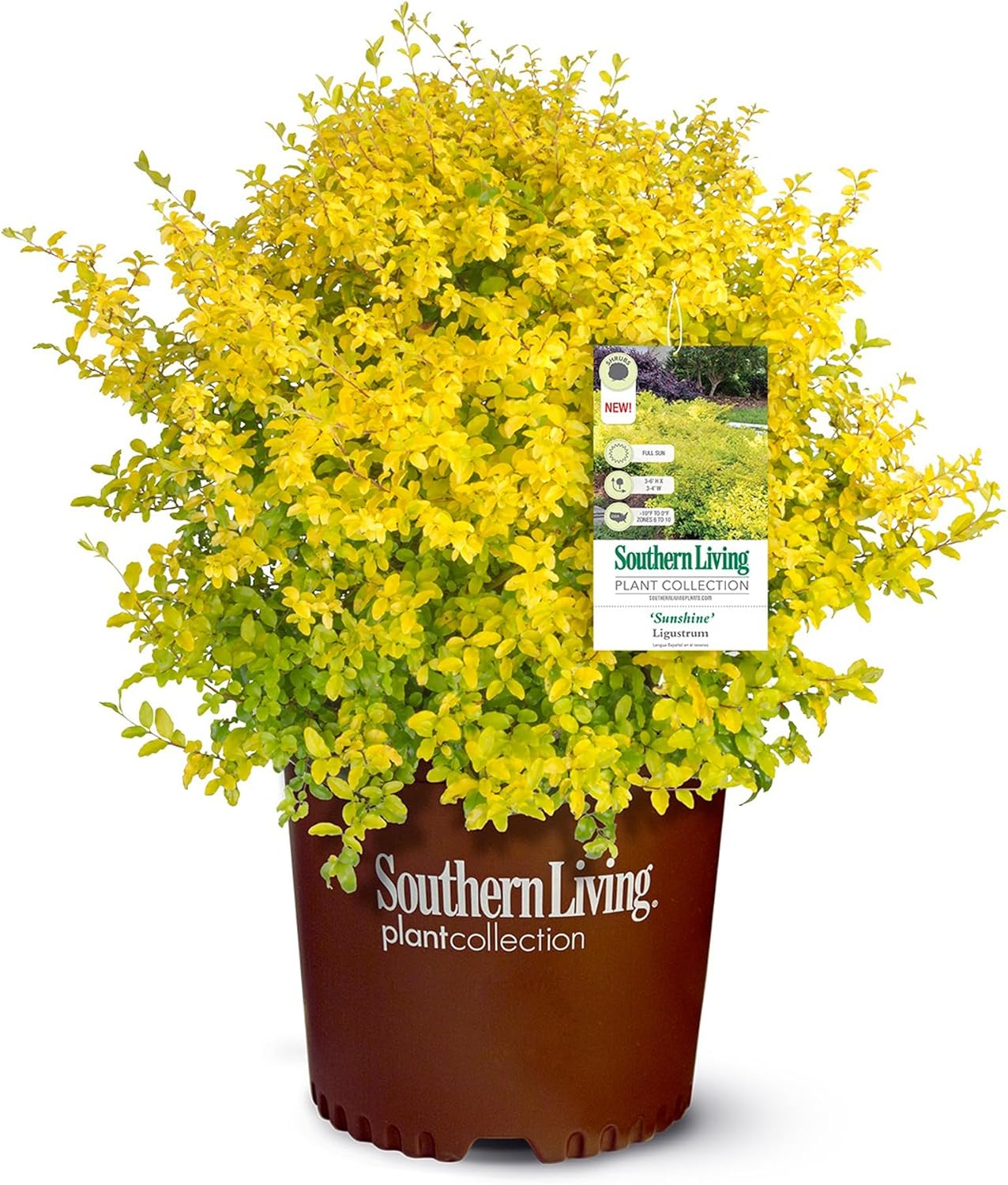 Sunshine Ligustrum and Purple Diamond Loropetalum Evergreen Shrub Bundle N454