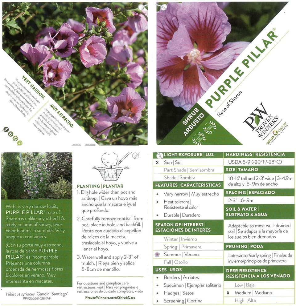 Pillar Hibiscus, 2 Gallon, Purple Blooms E26609