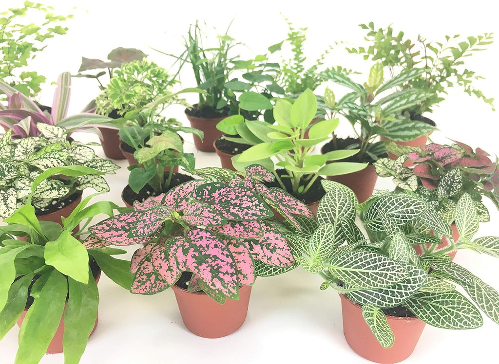 Mini Terrarium Plants (6 Plants, 2" Pots) Assorted Varieties D5028