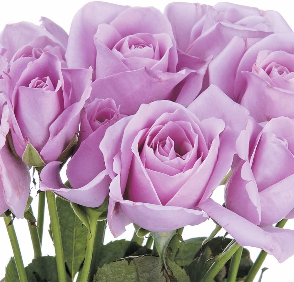 Sterling Silver Rose Seeds Fragrant Climbing Rosa Bush Vine Flower P94540