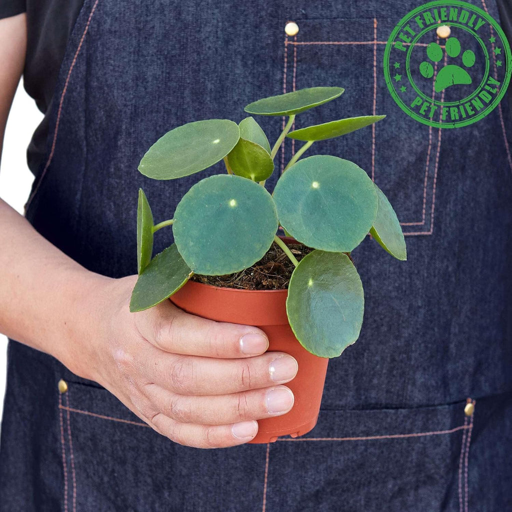 Chinese Money Plant in 4" or 6" Pot, Live Indoor Houseplant R130438