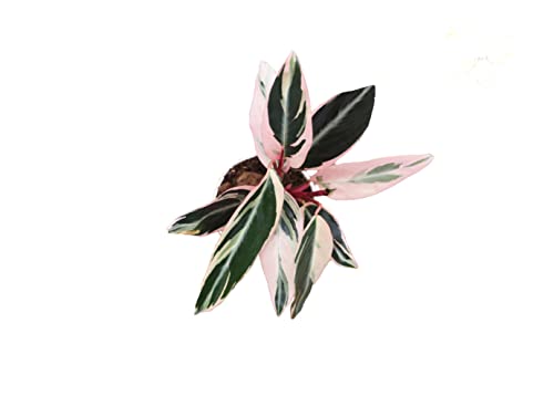 Calathea Indoor Plant, Live Houseplant 4 inch Pot J94998