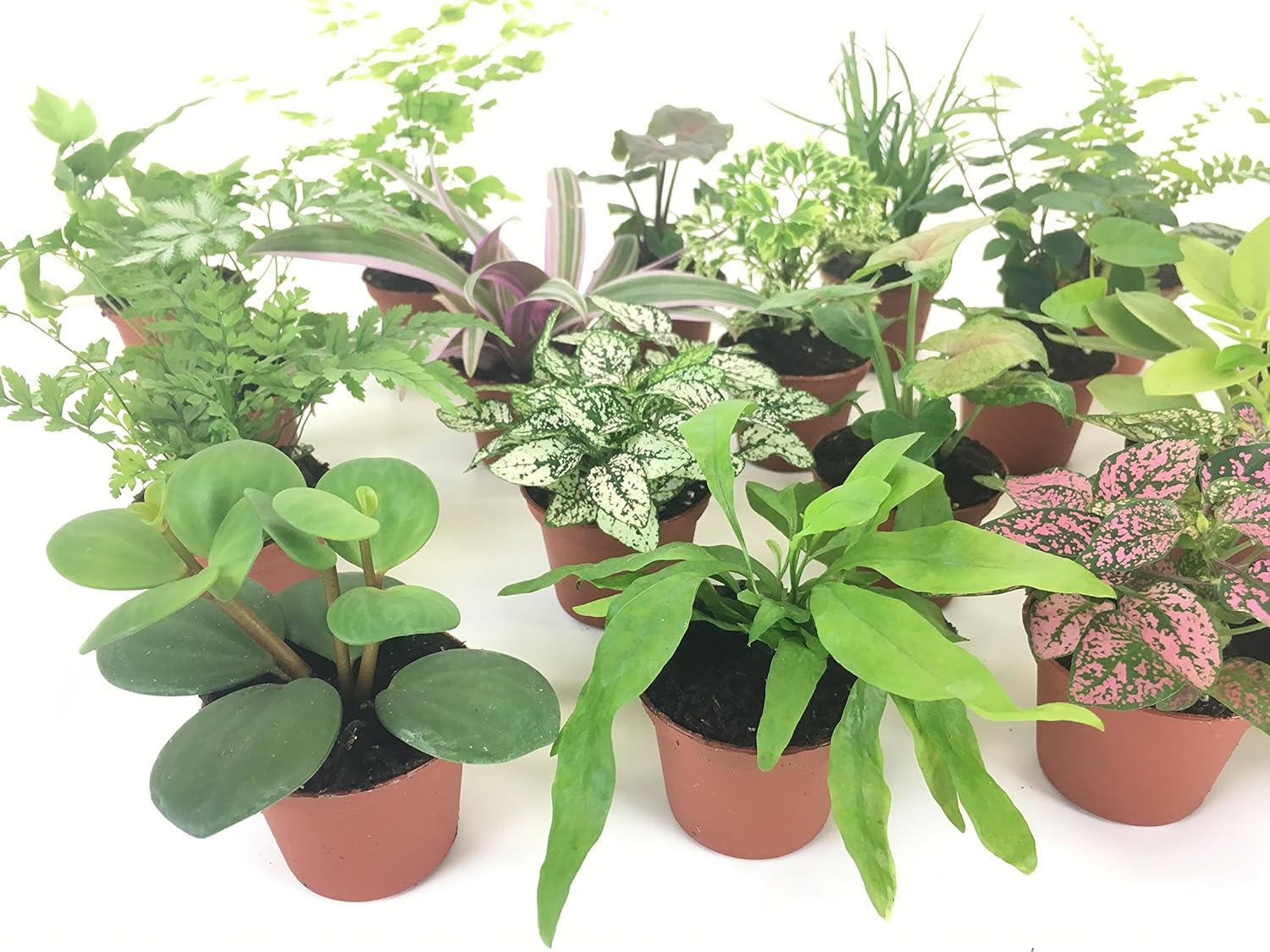 Mini Terrarium Plants (2 Plants, Assorted Varieties, 2" Pots) A841