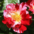 Heirloom Roses Climbing Rose Plant - Fourth of July™ Red and White Rose Bush, Climber Roses Live Plant for Planting Outdoors