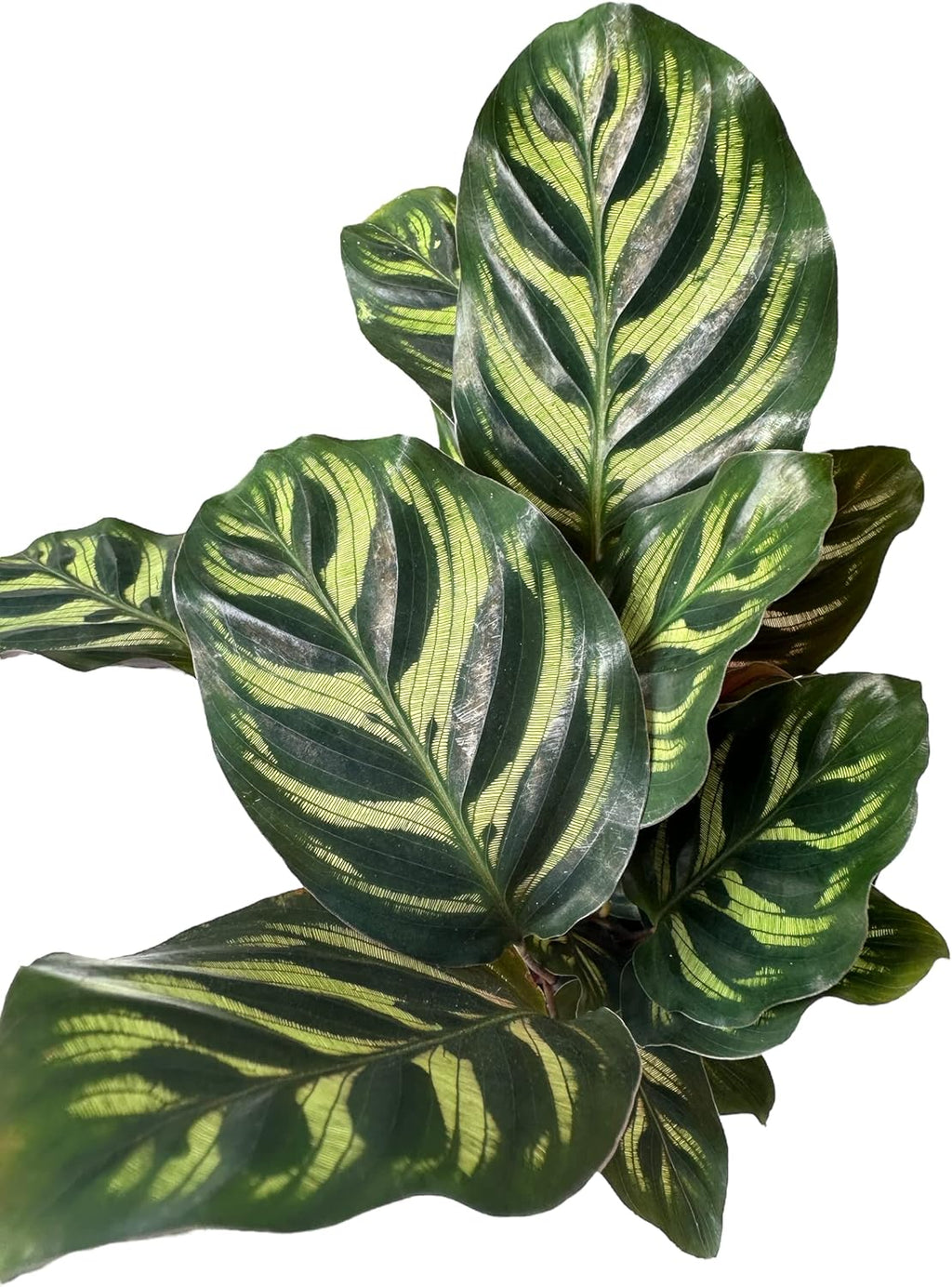Calathea makoyana Live Houseplant in 4 Inch Pot N497732