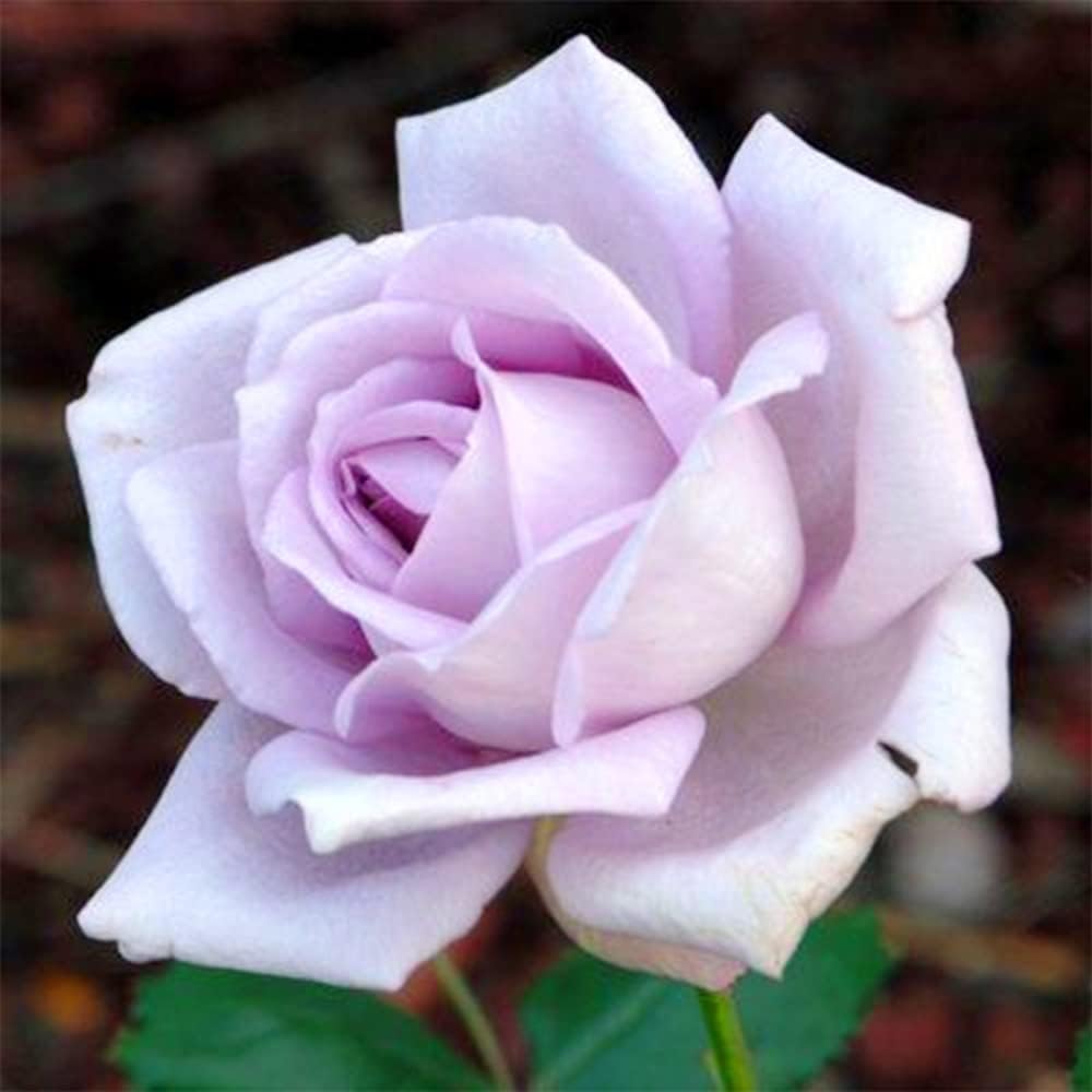 Sterling Silver Rose Seeds Fragrant Climbing Rosa Bush Vine Flower P94540
