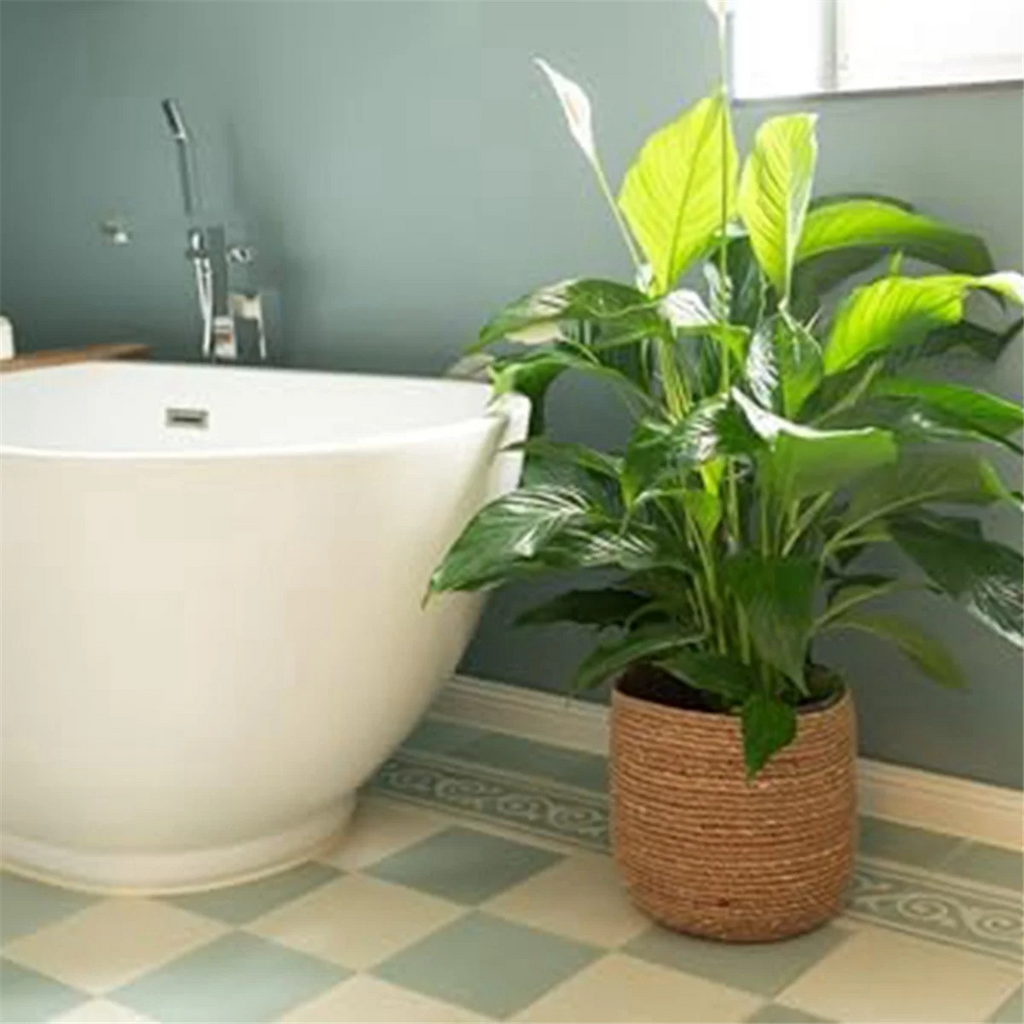 Woven Seagrass Plant Pot with Plastic Insert C98260