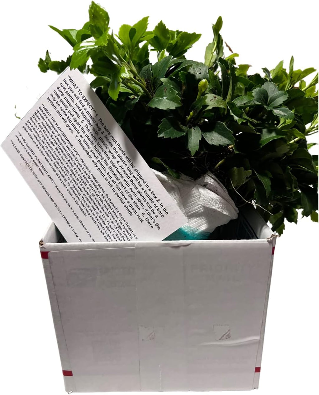 Japanese Spurge Groundcover - 100 Bare Root Plants P44352