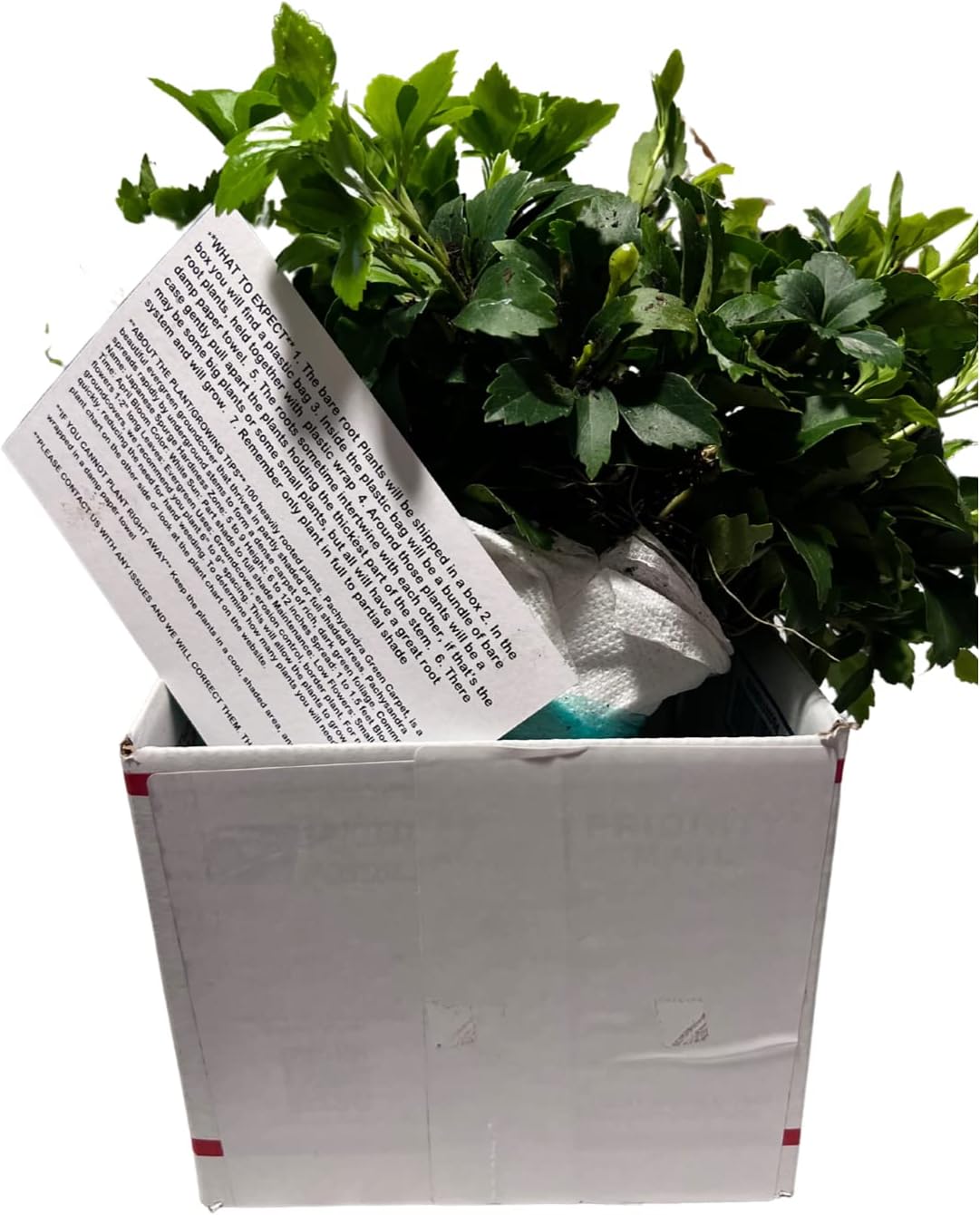 Japanese Spurge Groundcover - 100 Bare Root Plants P44352