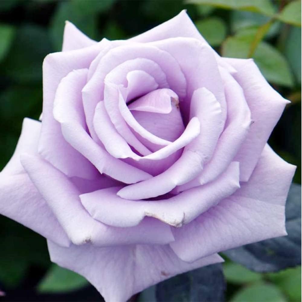 Sterling Silver Rose Seeds Fragrant Climbing Rosa Bush Vine Flower P94540