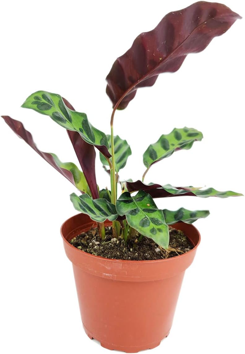 Rattlesnake Plant in 4" Grower Pot G14937