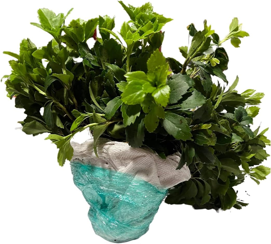 Japanese Spurge Groundcover - 100 Bare Root Plants P44352