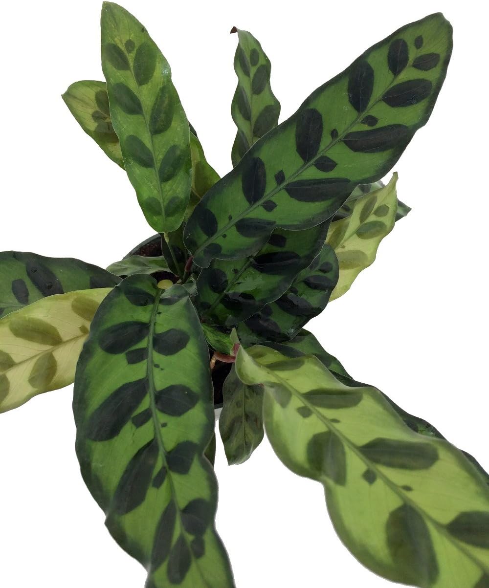 Calathea lancifolia House Plant - 4" Pot Q8878