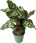 Peacock Plant, Calathea, Calathea makoyana, Live, Easy to Grow and Low Maintenance Houseplant in 4 inch Pot, green thumbs up for plant lover - Hopewind Plants Shop