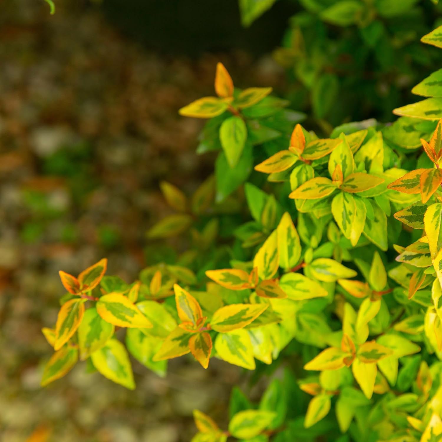 Kaleidoscope Abelia, 2 Gal U255