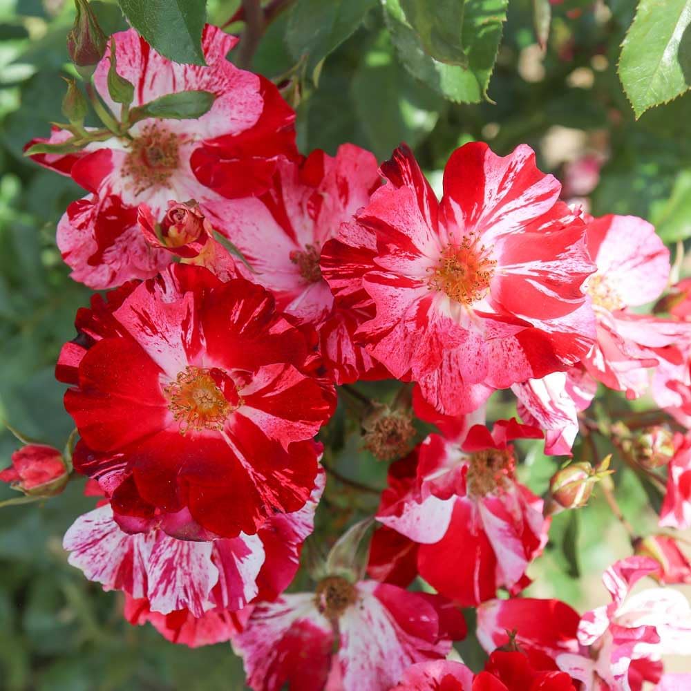 Climbing Rose Plant - Red and White Rose Bush for Outdoor Planting B134