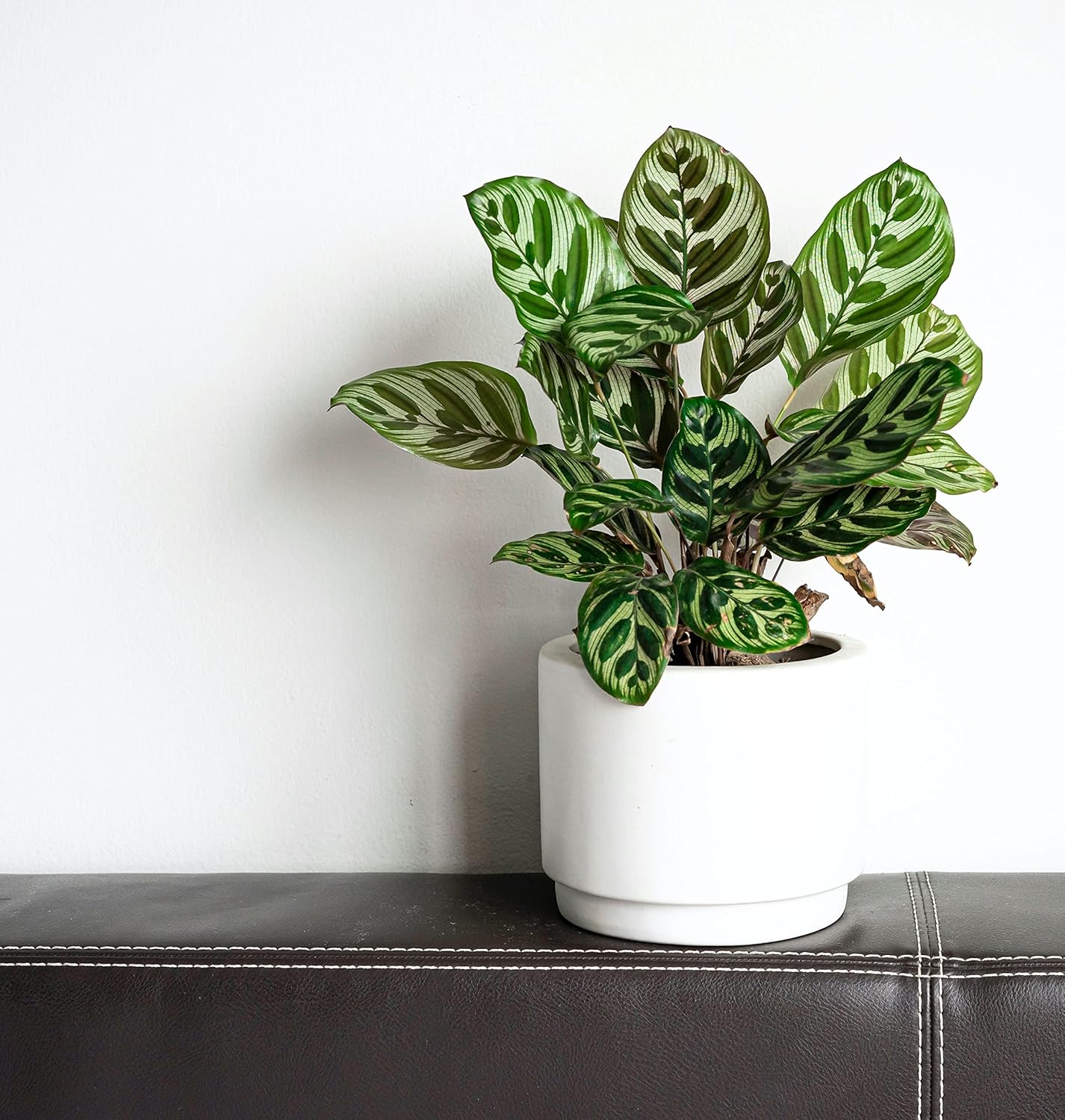Calathea makoyana Live Houseplant in 4 Inch Pot N497732