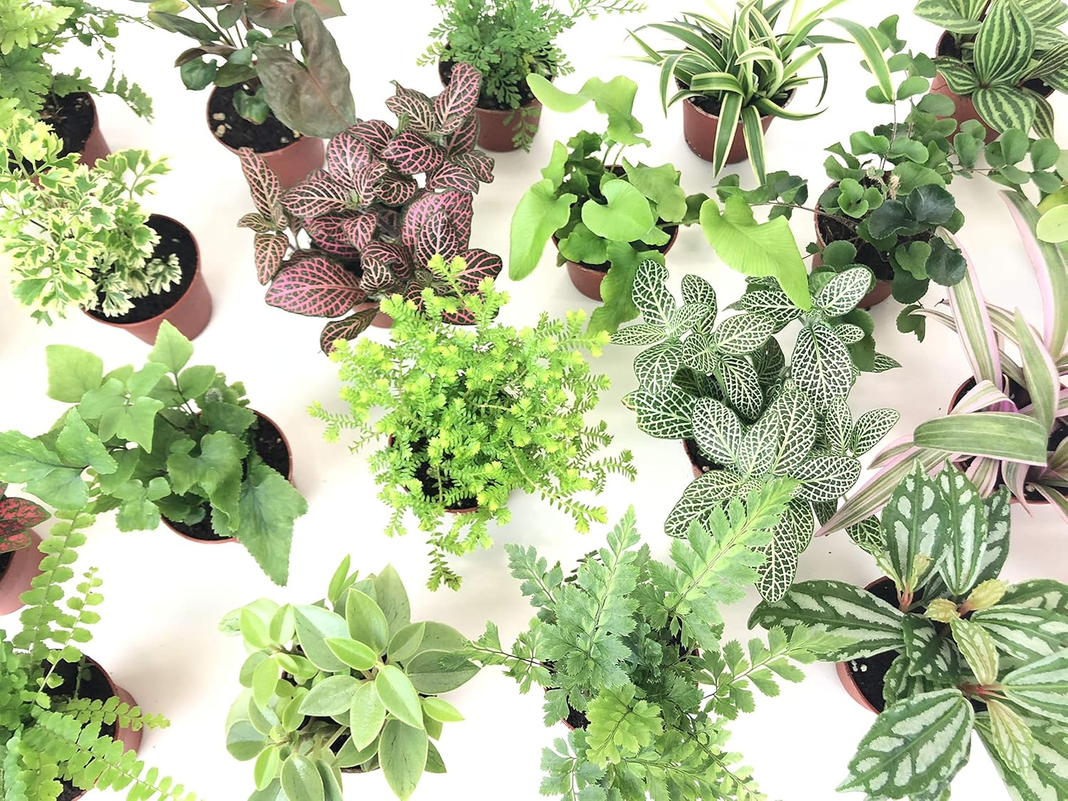 Mini Terrarium Plants (2 Plants, Assorted Varieties, 2" Pots) A841