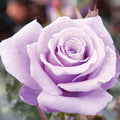 QAUZUY GARDEN 100 Rare Sterling Silver Rose Seeds Perennial Fragrant Climbing Rosa Bush Vine Flower - Excellent Flower for Weddings Anniversaries