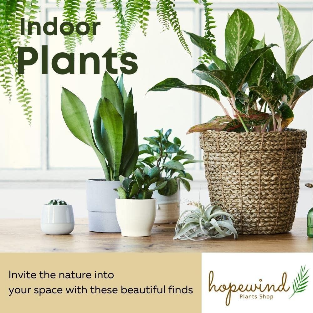 Calathea makoyana Live Houseplant in 4 Inch Pot N497732