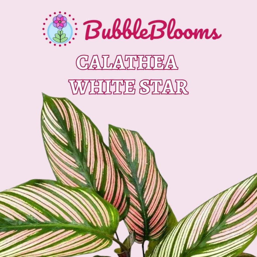Calathea White Star in 4 Inch Pot Z3442