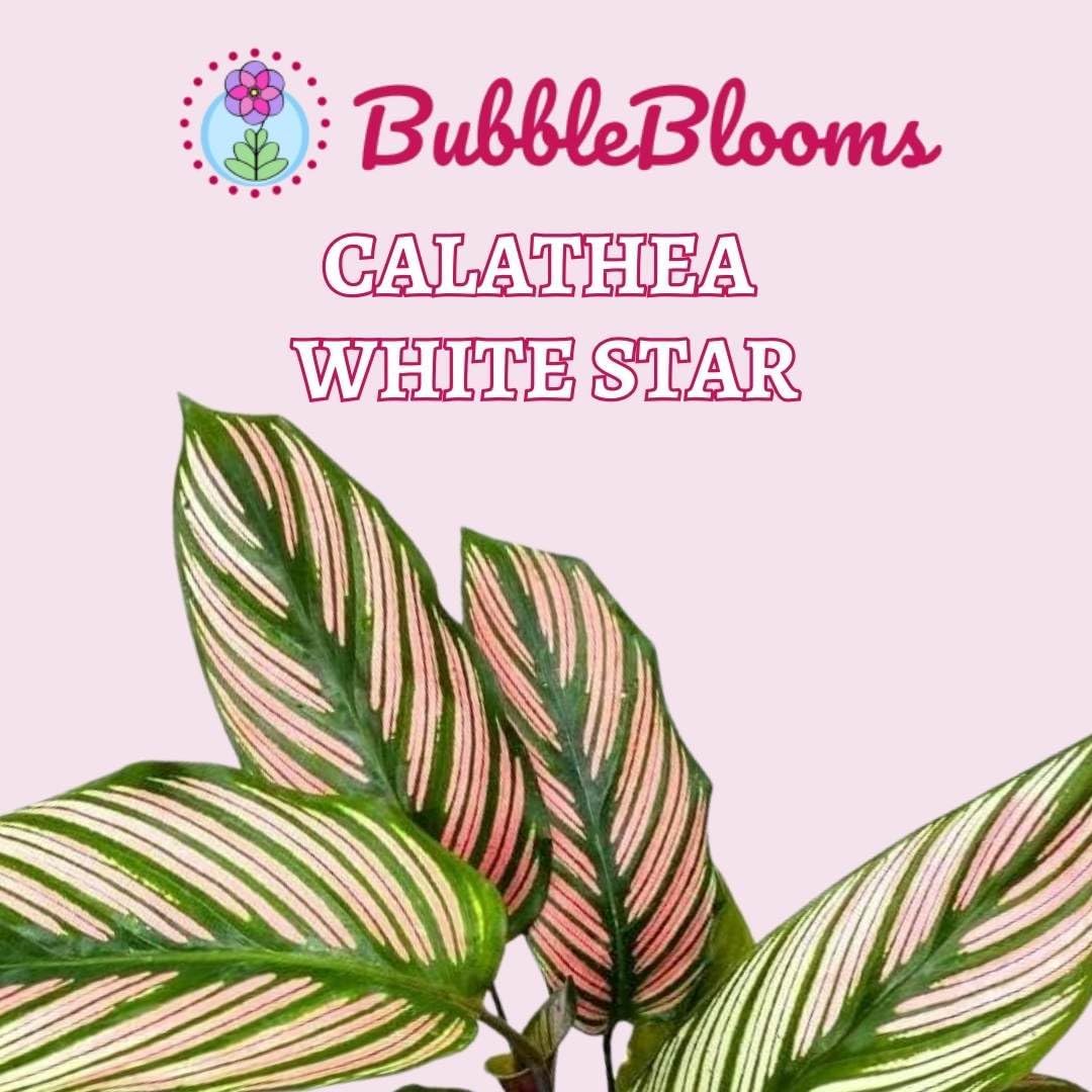 Calathea White Star in 4 Inch Pot Z3442
