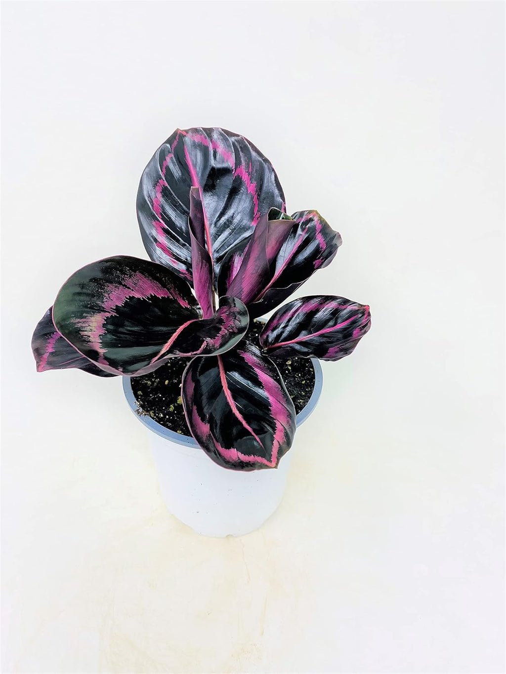 Calathea Dottie Houseplant, 4 Inch Pot I432175