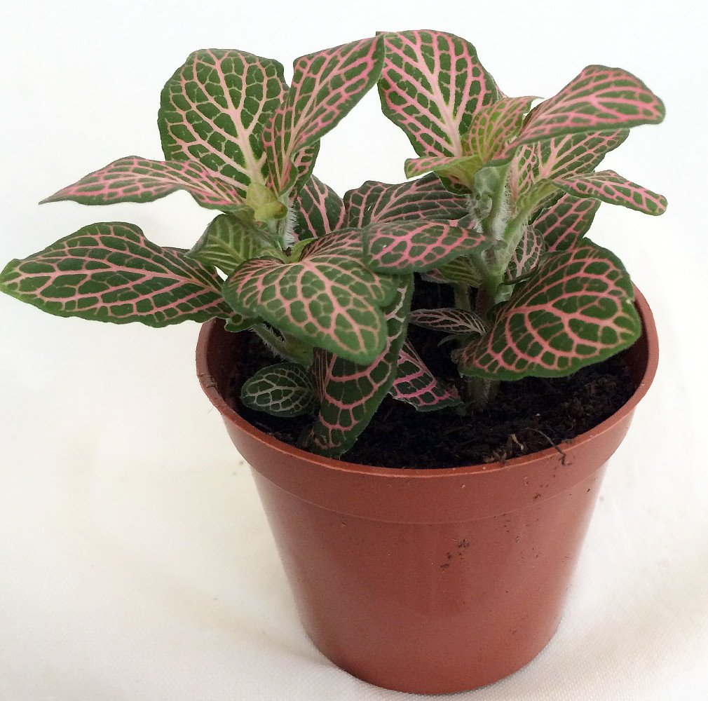 Nerve Plant Fittonia in 2.5" Pot H547