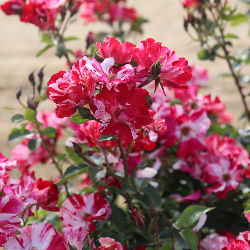 Climbing Rose Plant - Red and White Rose Bush for Outdoor Planting B134