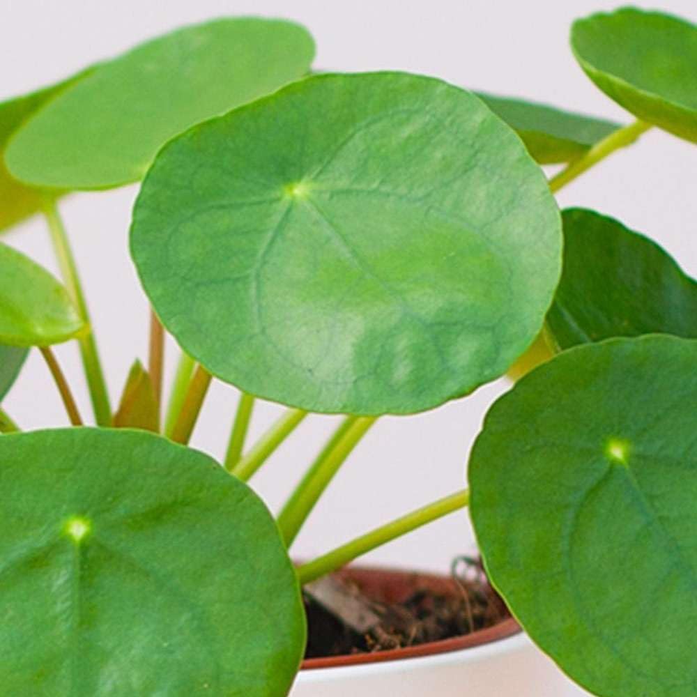 Chinese Money Plant in 4" or 6" Pot, Live Indoor Houseplant R130438
