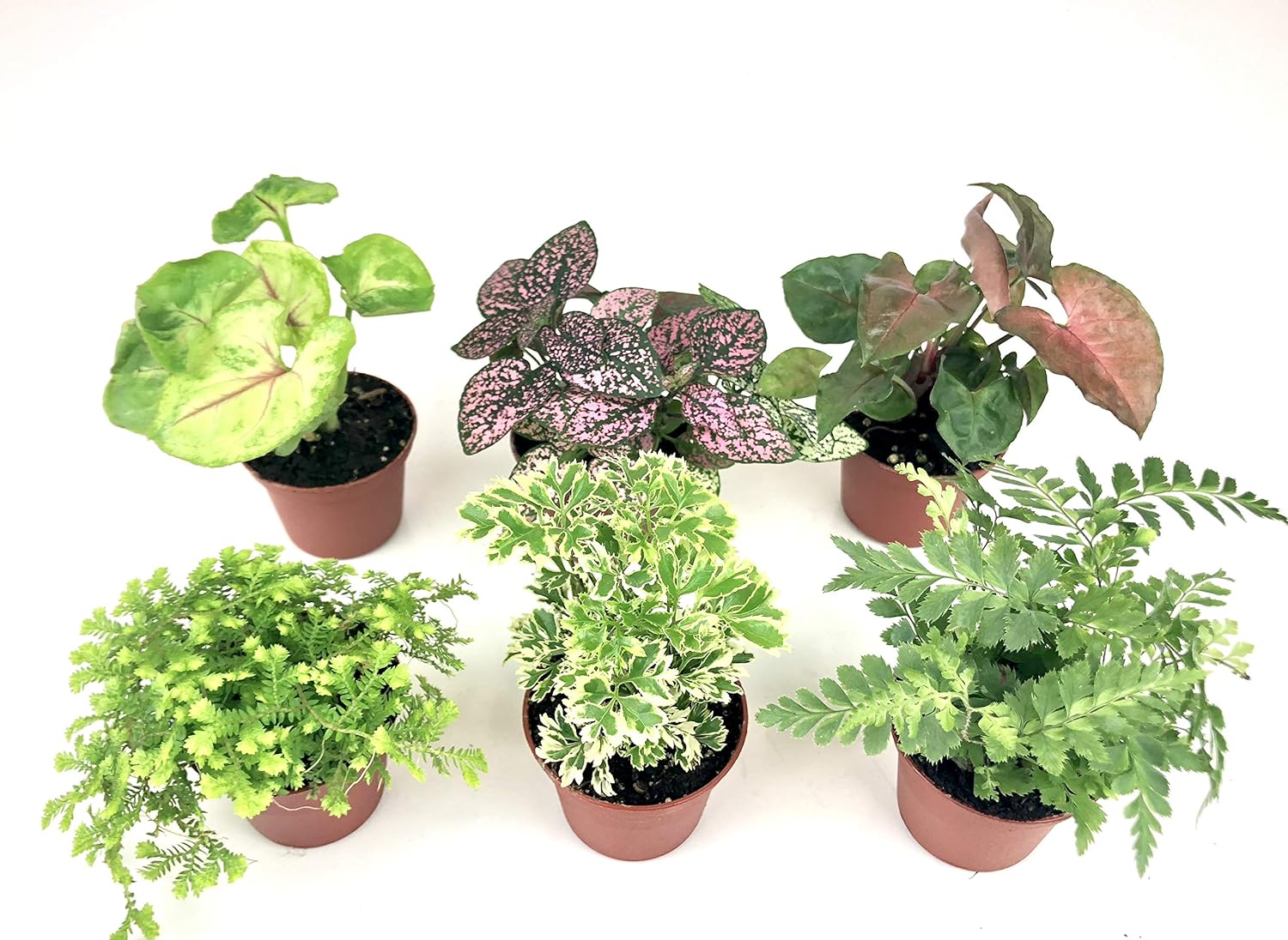 Mini Terrarium Plants (6 Plants, 2" Pots) Assorted Varieties D5028