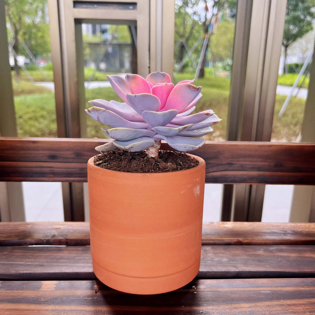 Terracotta Flower Pots with Drainage Holes, 3 Count F4799