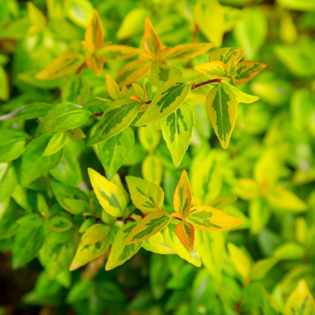 Kaleidoscope Abelia, 2 Gal U255