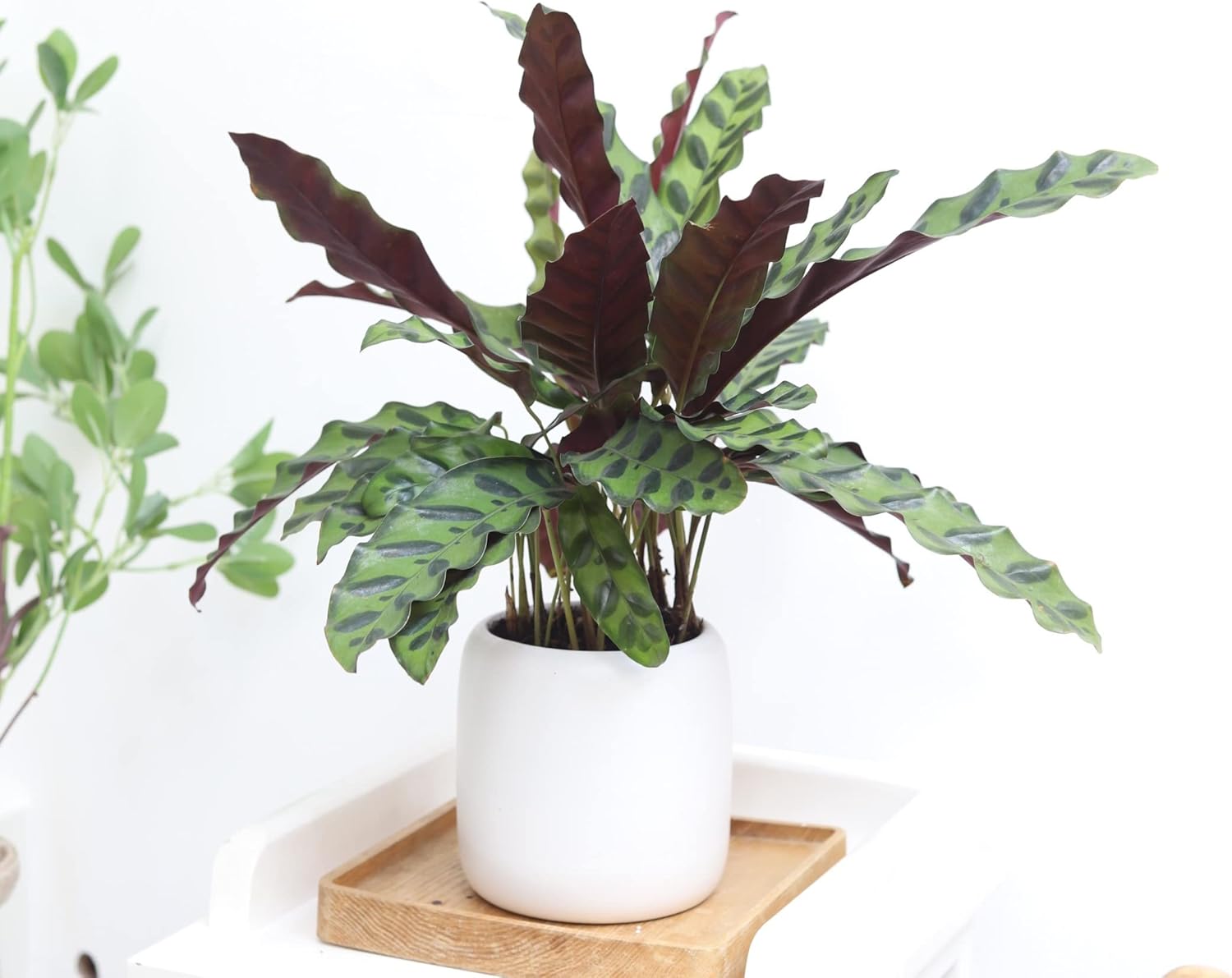 Rattlesnake Plant in 4" Grower Pot G14937