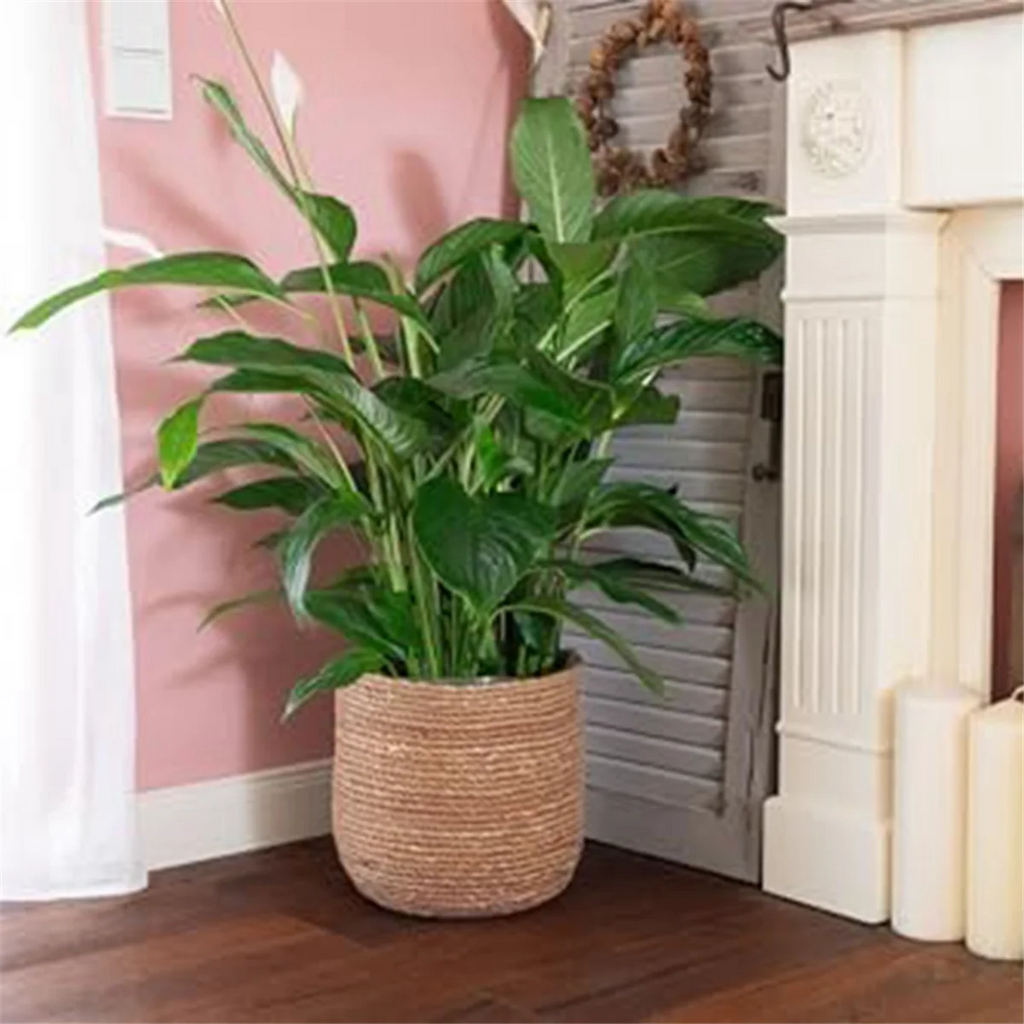 Woven Seagrass Plant Pot with Plastic Insert C98260