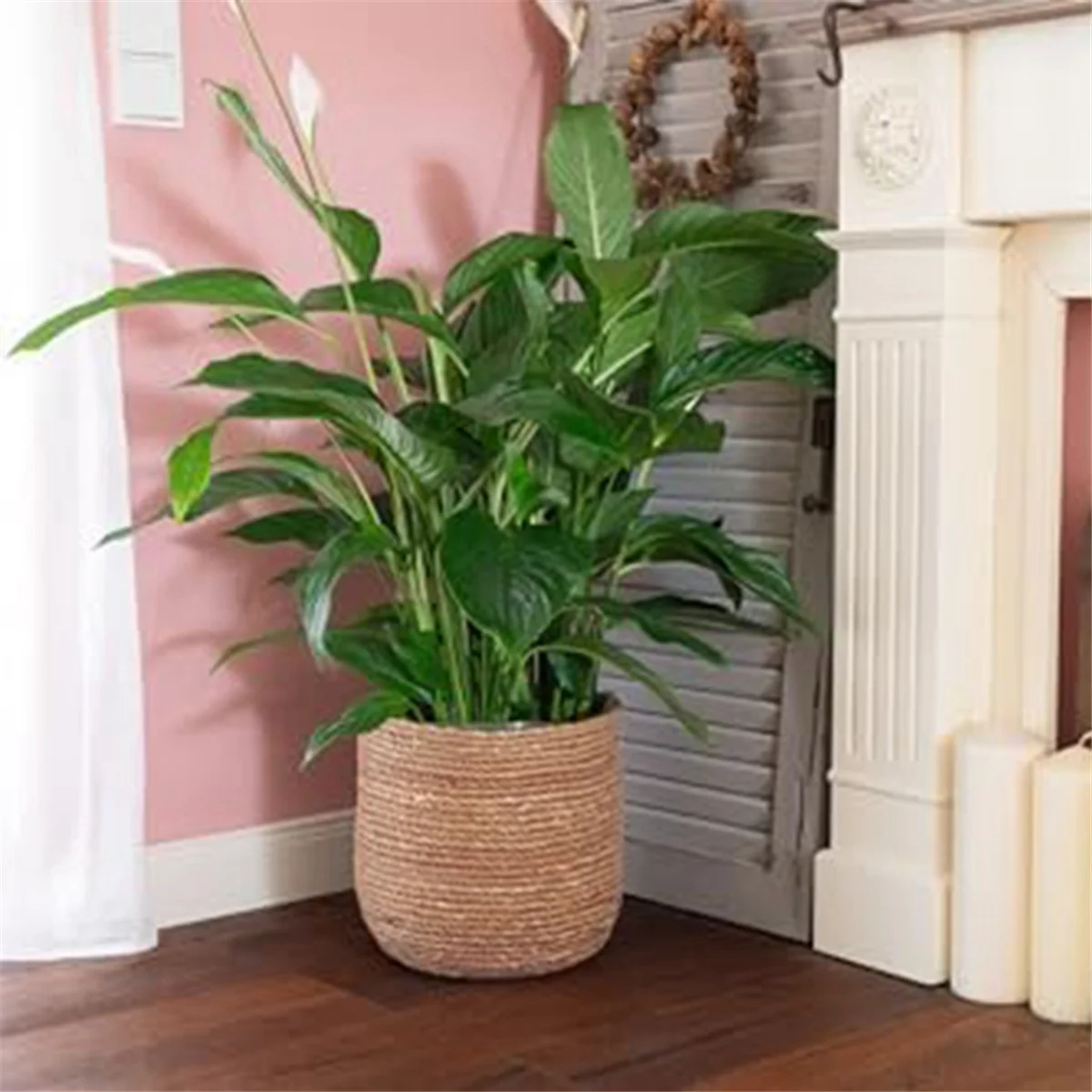 Woven Seagrass Plant Pot with Plastic Insert C98260