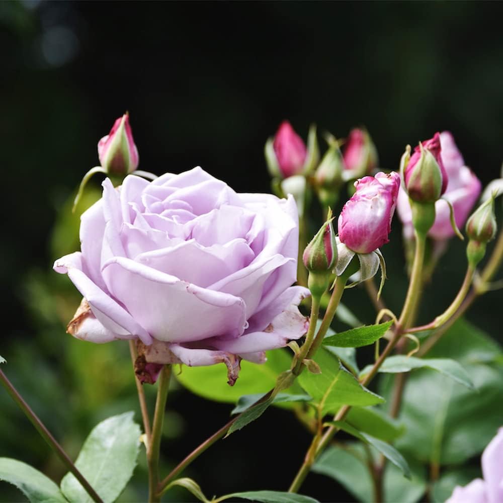 Sterling Silver Rose Seeds Fragrant Climbing Rosa Bush Vine Flower P94540