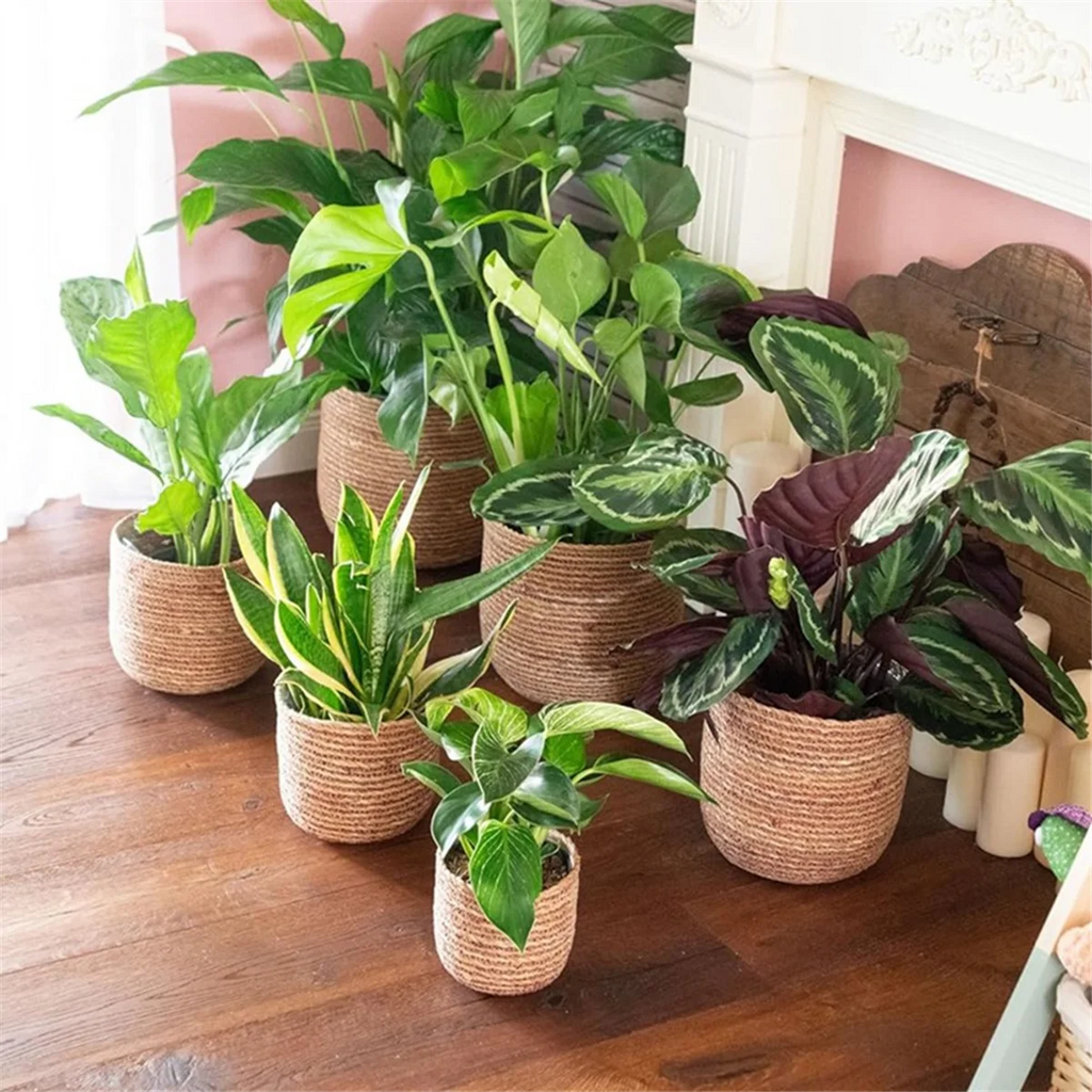 Woven Seagrass Plant Pot with Plastic Insert C98260