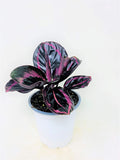Calathea Dottie - Easy to Care houseplant- 4 Pot