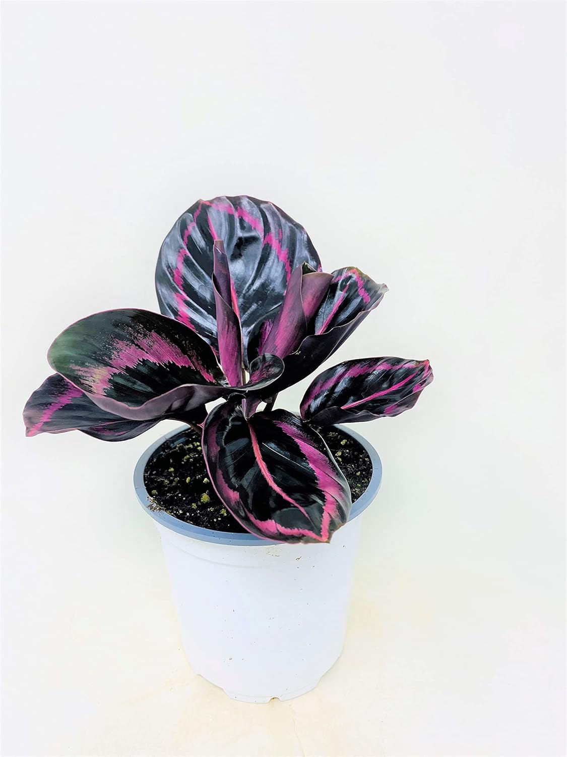Calathea Dottie - Easy to Care houseplant- 4 Pot