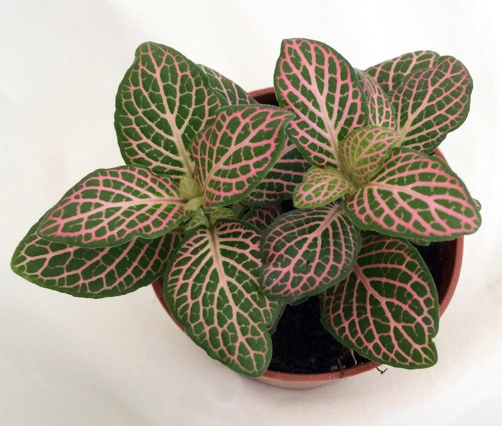 Pink Nerve Plant - Fittonia - Terrarium/Fairy Garden/House Plant - 2.5" Pot
