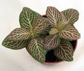 Pink Nerve Plant - Fittonia - Terrarium/Fairy Garden/House Plant - 2.5" Pot