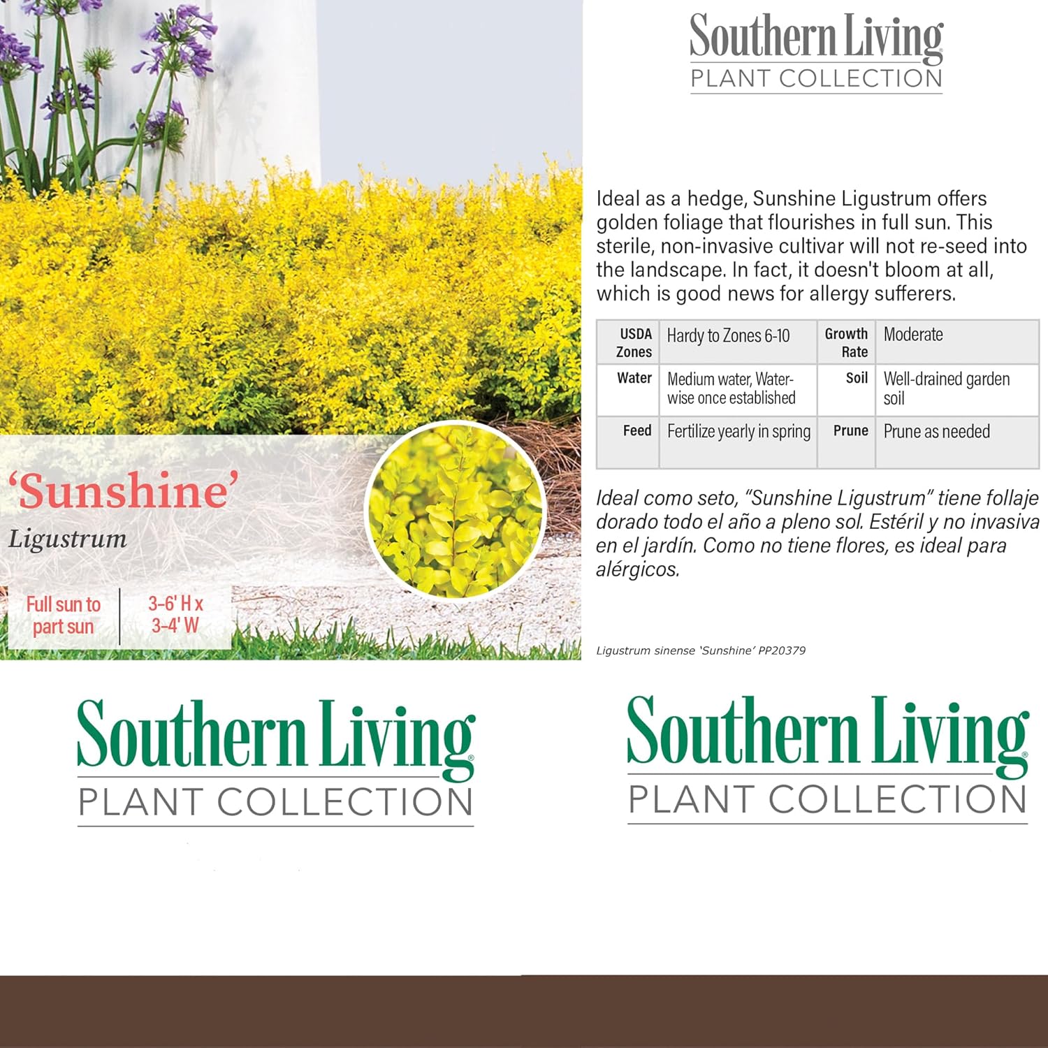 Sunshine Ligustrum and Purple Diamond Loropetalum Evergreen Shrub Bundle N454